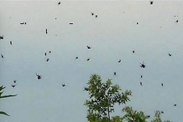 في البرازيل &quot;العنكبوت يطير في السماء&quot;...!