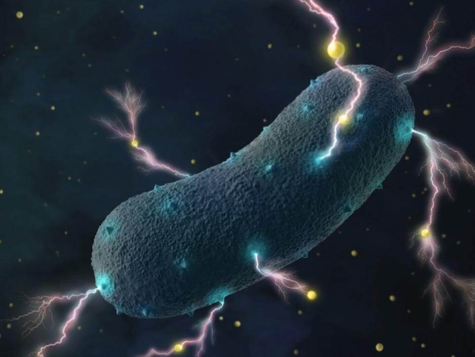 دراسة غريبة: البكتيريا في الأمعاء تولّد كهرباء ...!